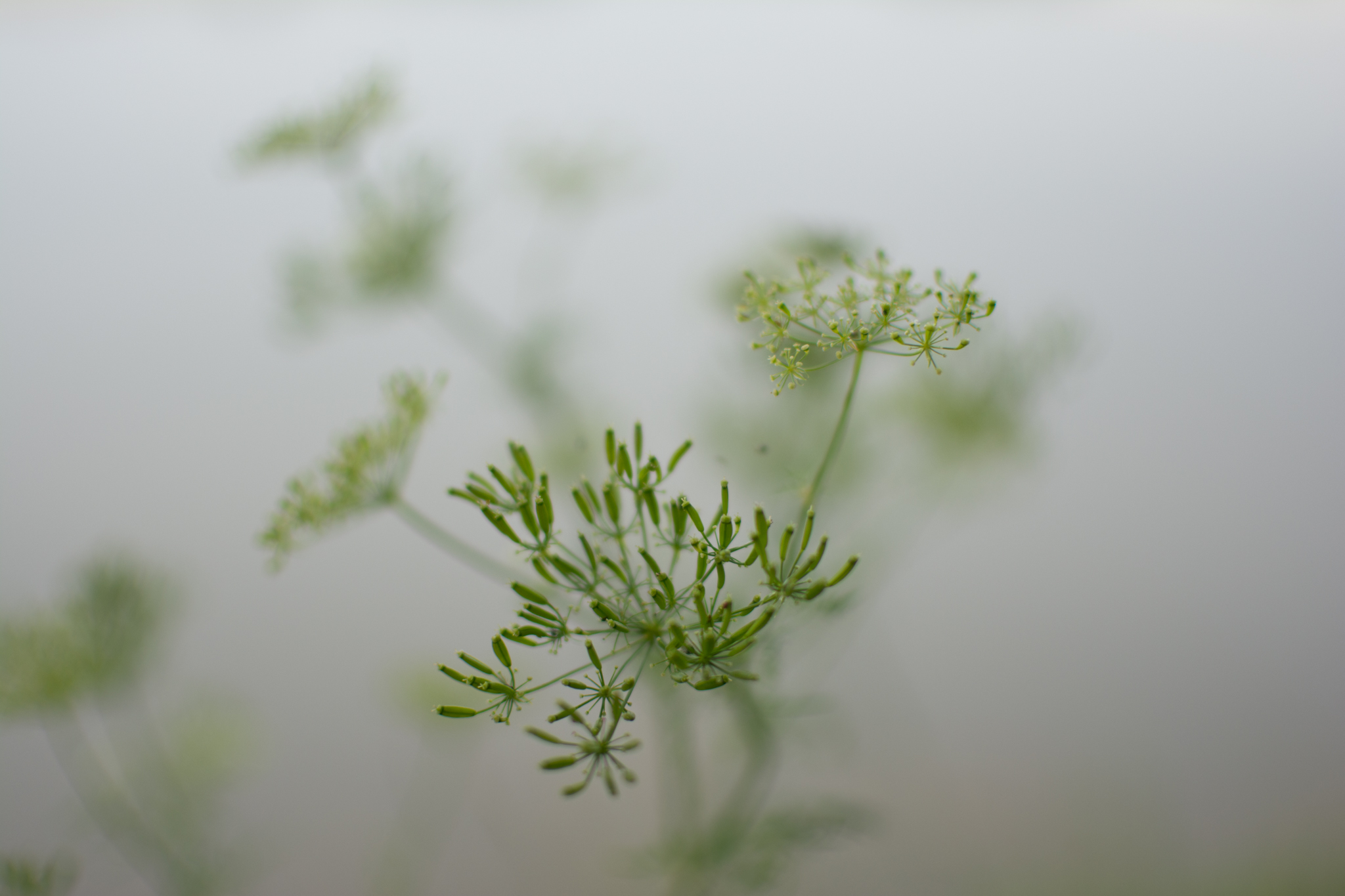 DSC 1800 Paula i Adam - sesja we dwoje