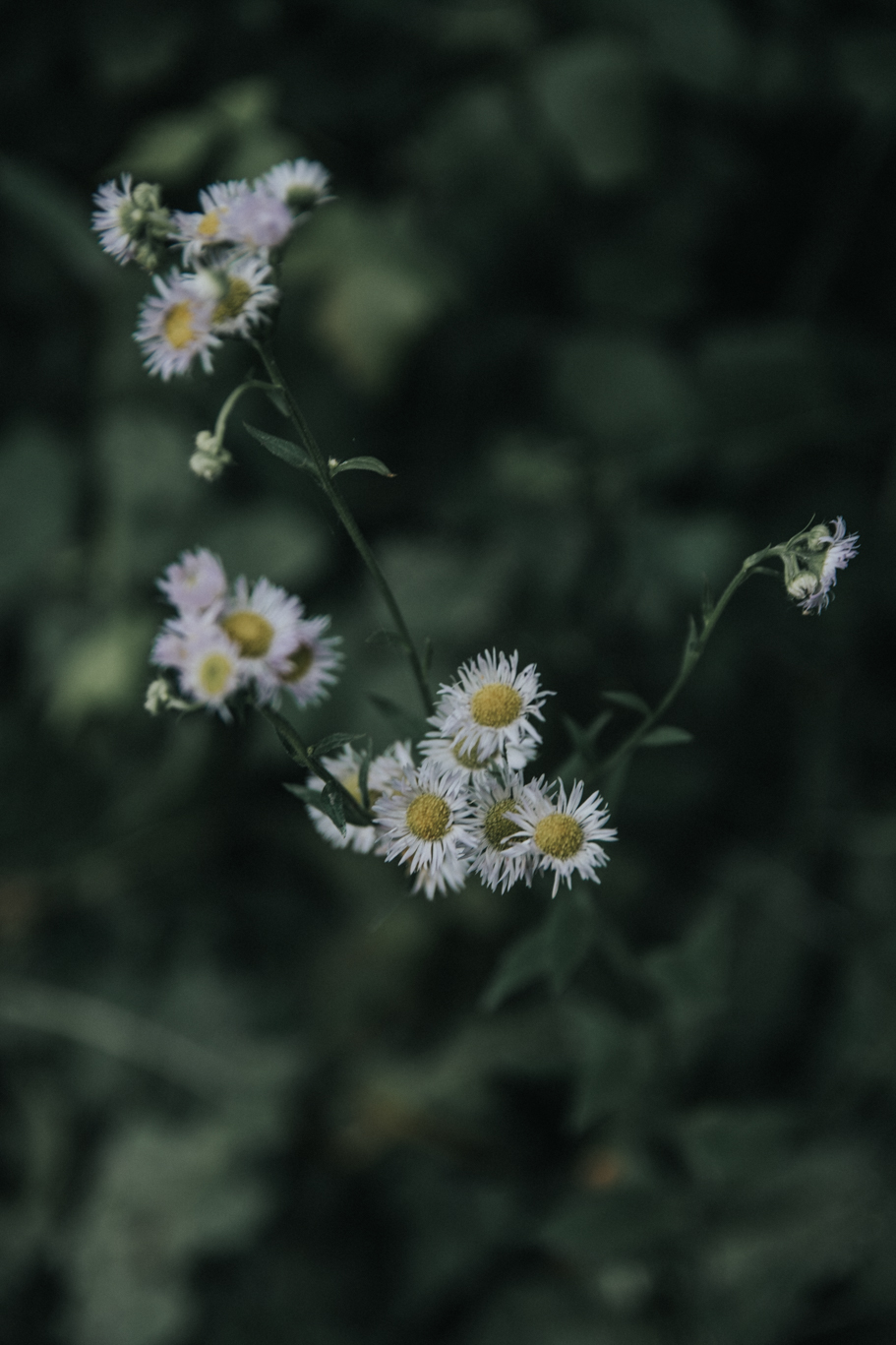 DSC 2172 Paula i Adam - sesja we dwoje