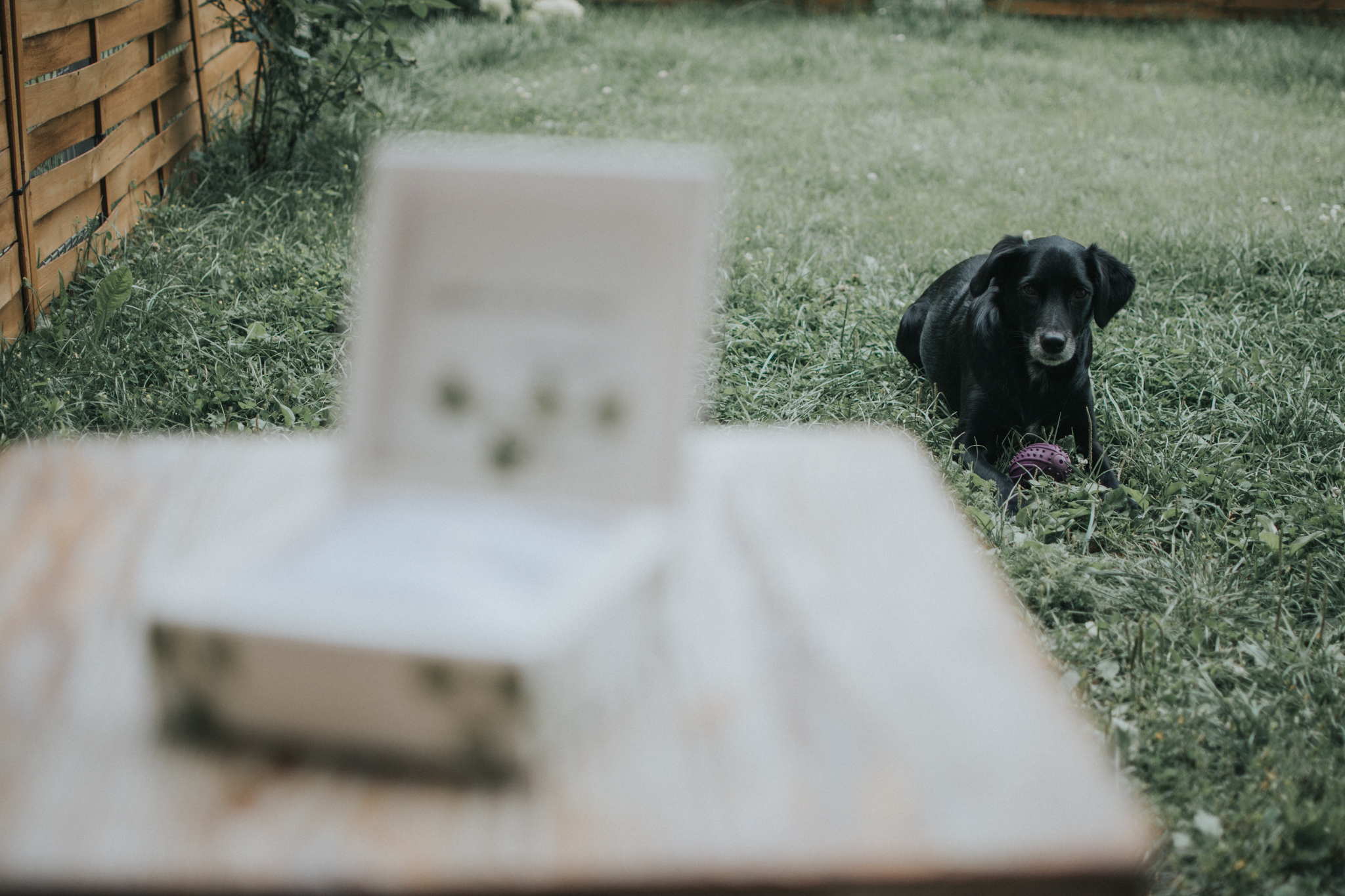 DSC 3512 Agata i Tomasz - Rustykalne wesele w Starej Oranżerii