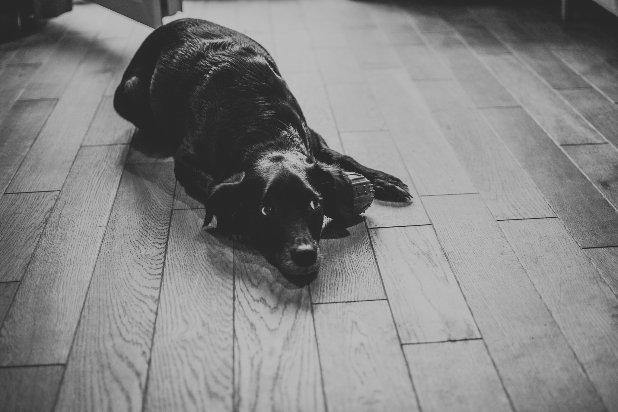 DSC 3794 Agata i Tomasz - Rustykalne wesele w Starej Oranżerii