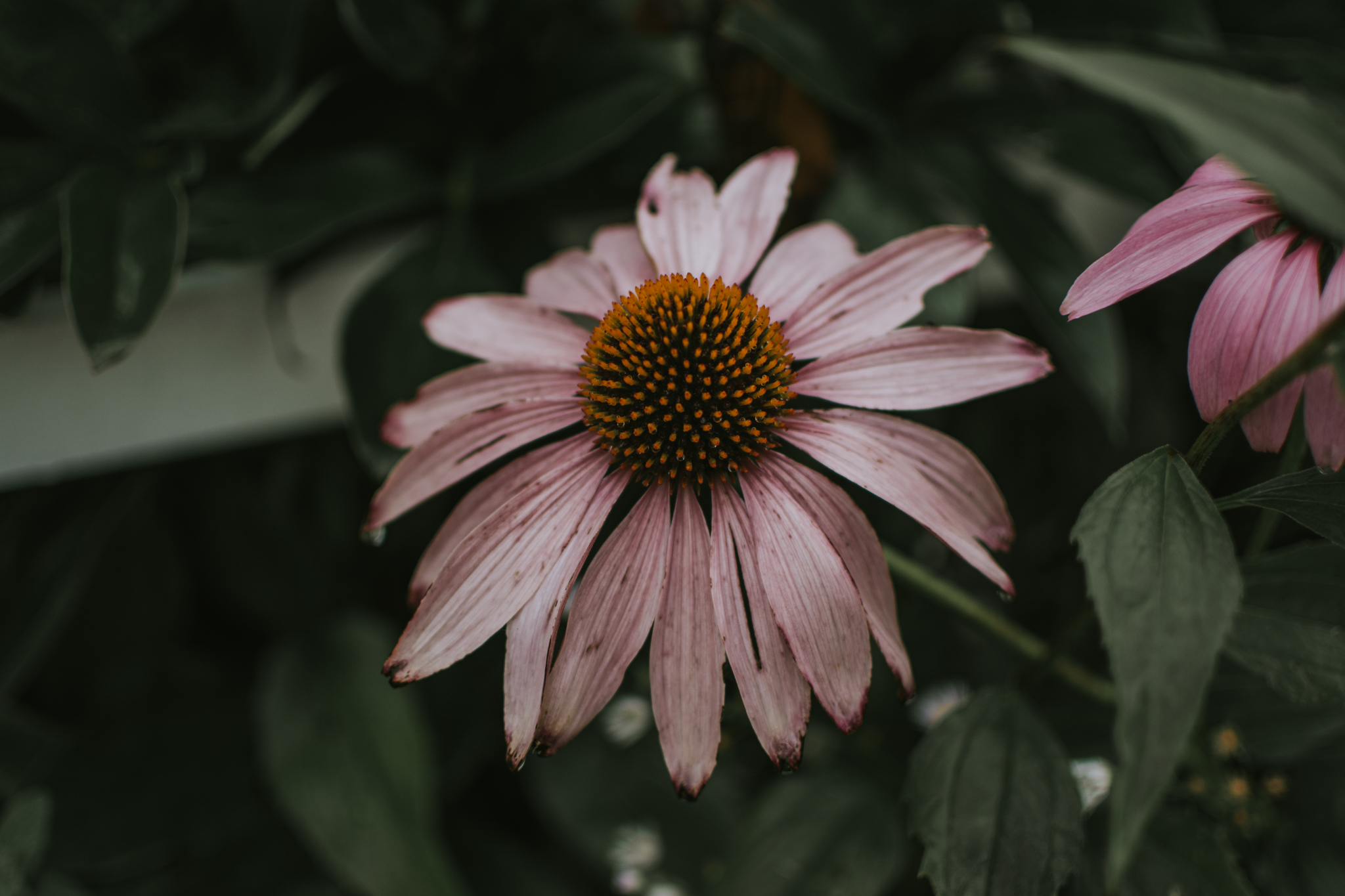 DSC 4696 Agata i Tomasz - Rustykalne wesele w Starej Oranżerii