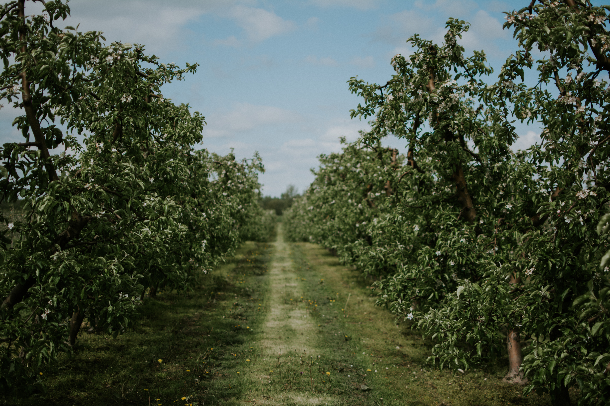 DSC 9568 Marta i Paweł - sesja rodzinna